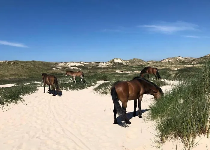 Klein Geluk 海边的艾格蒙特